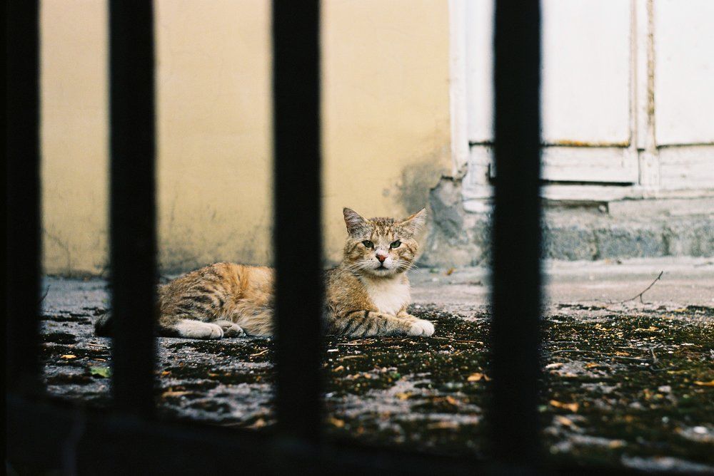 Photo #10639250