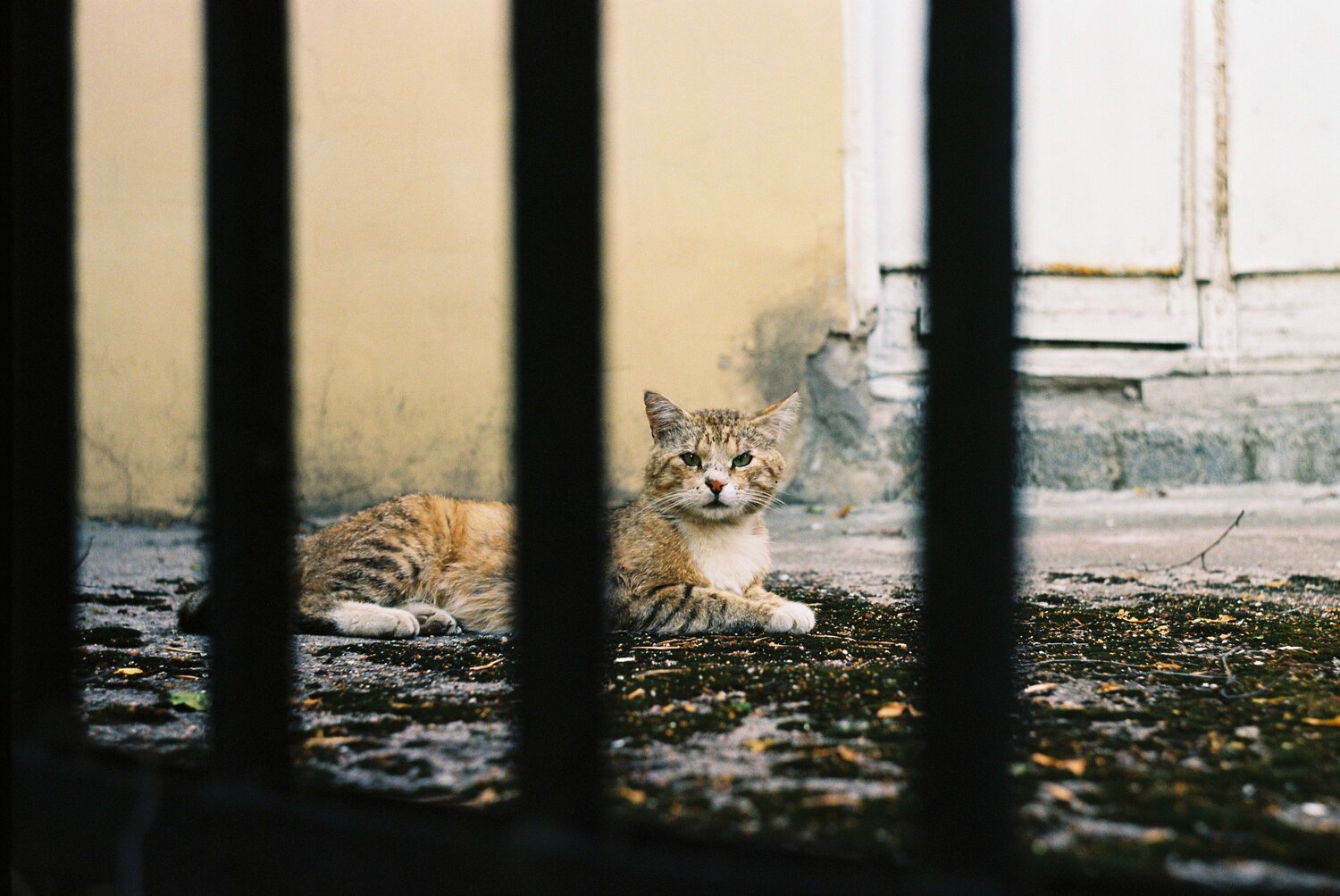 Photo #10639250