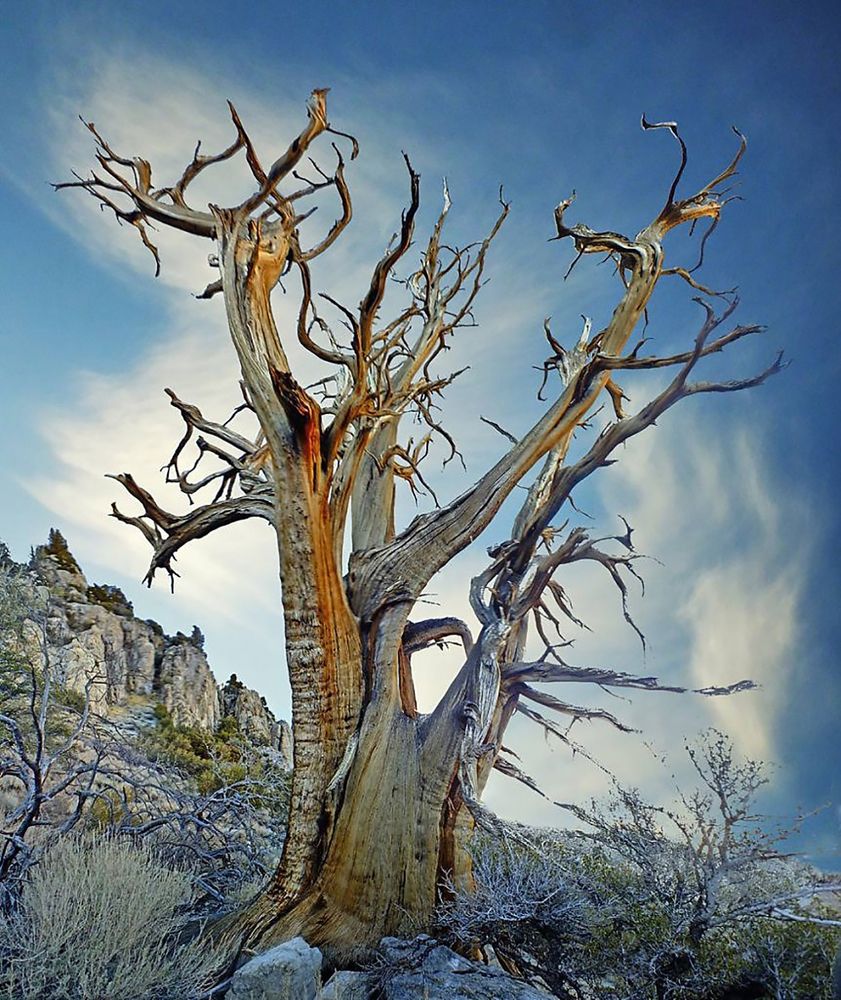 Одинокий старец