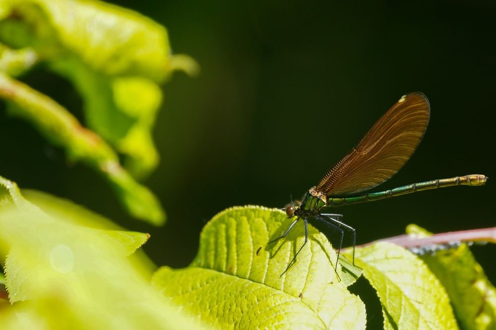 Photograph by Фомочкин Алексей