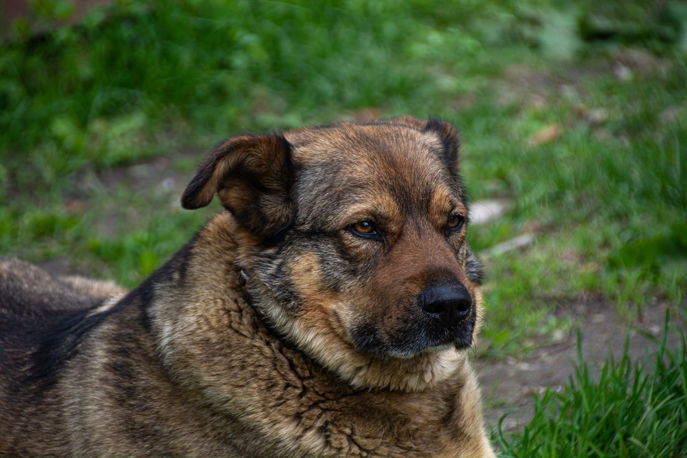 Фотография автора Дмитрий Коноплев