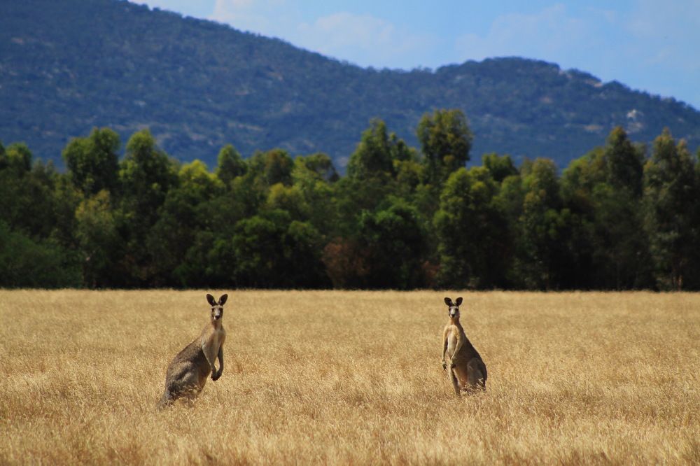 Два ушастика