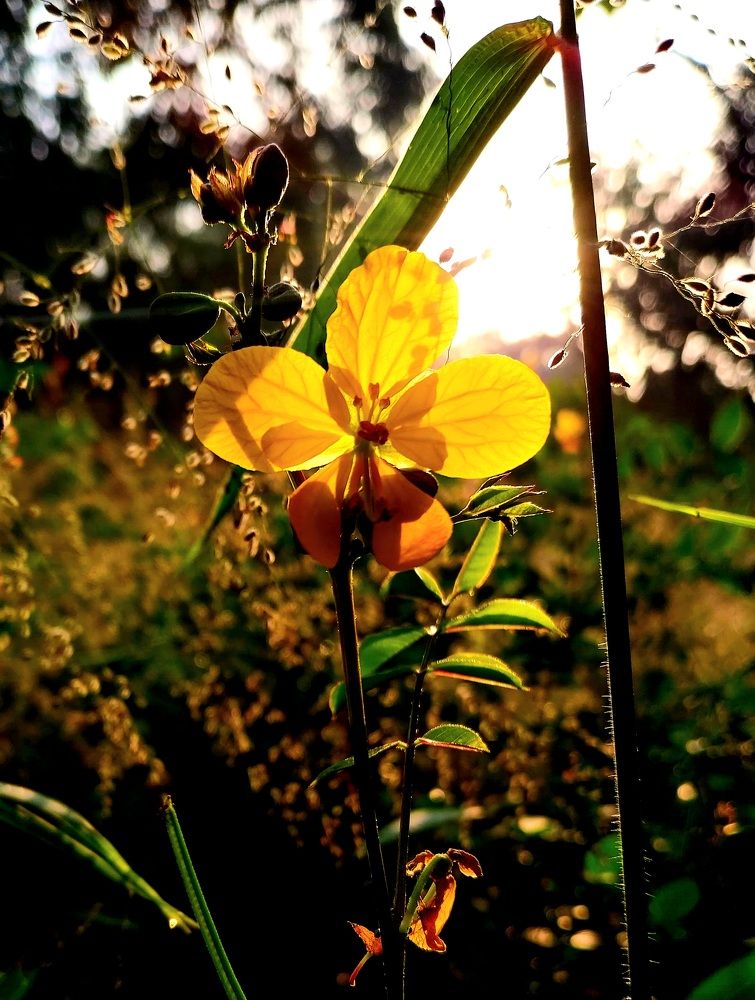 Photograph by Rahul Raman