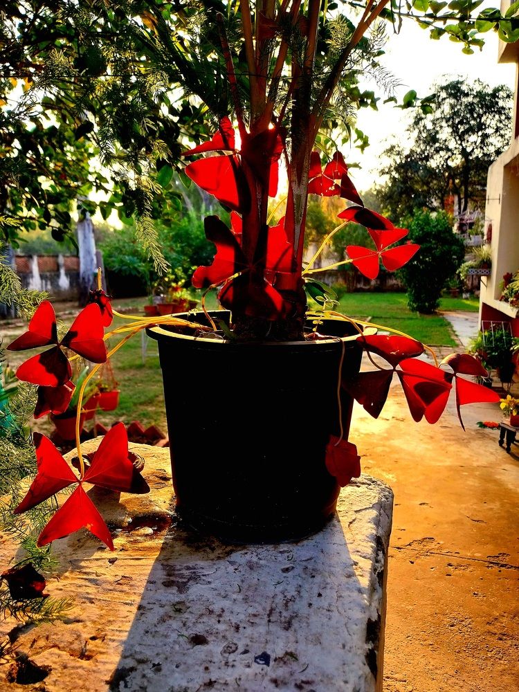 Photograph by Rahul Raman