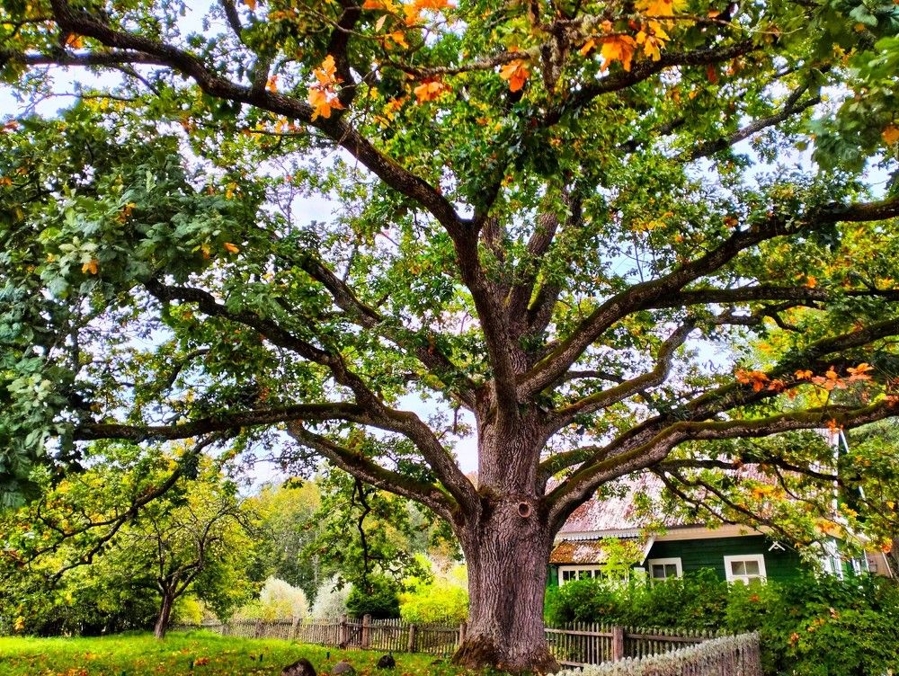 Старинный дуб в Михайловском