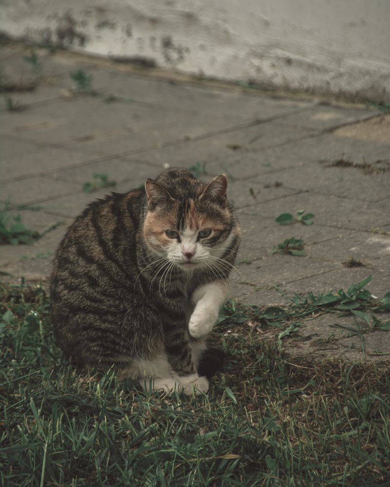 Вынужденная суровость