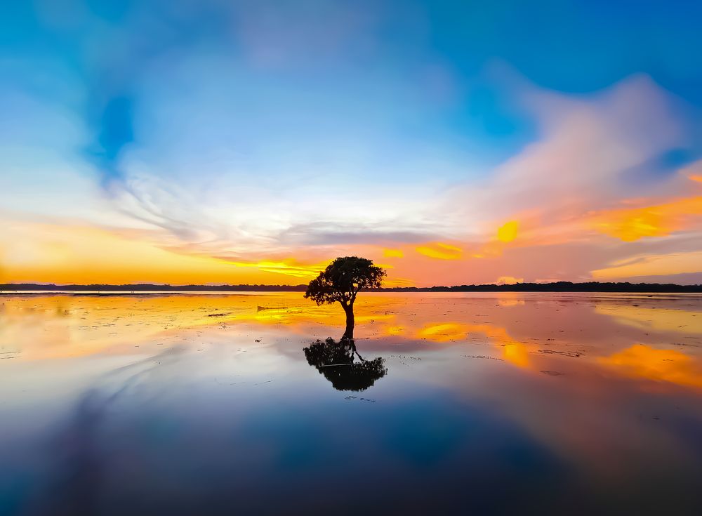 Hizol Tree (Barringtonia Acutangula) A rare mangrove found in Son Beel lake, Karimganj Assam, India