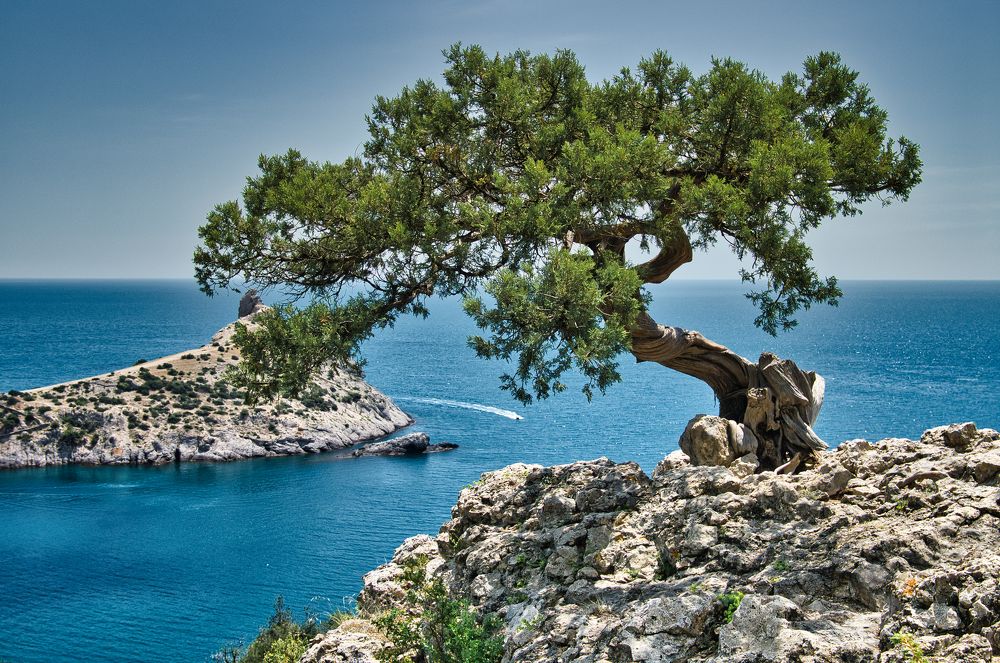 Крымский бонсай. Новый Свет