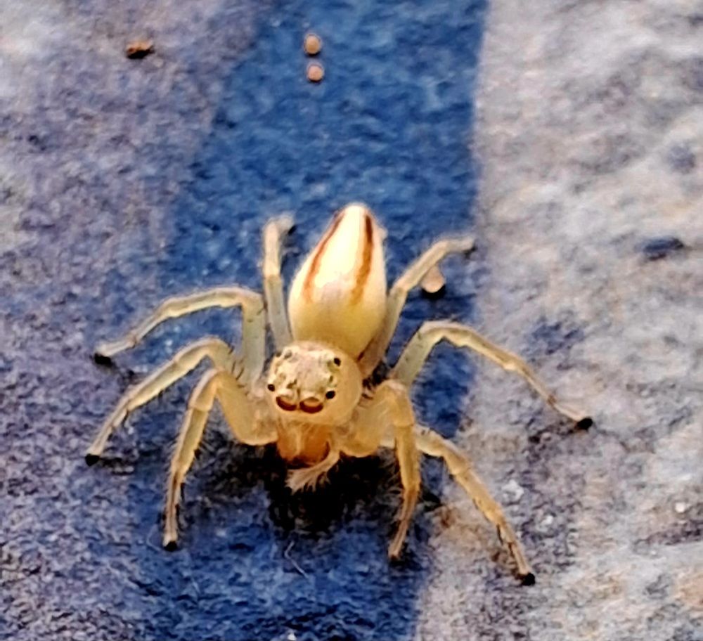 Fierce yellow spider !