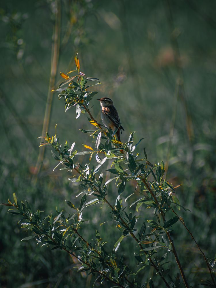 Photograph by Ольга Волкова