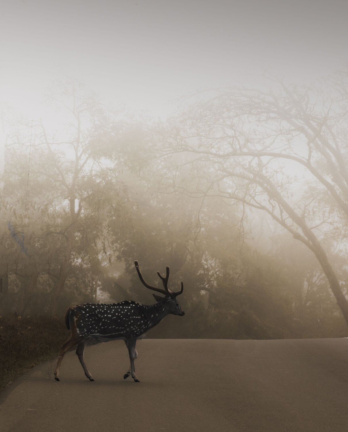 Misty morning of mudumalai