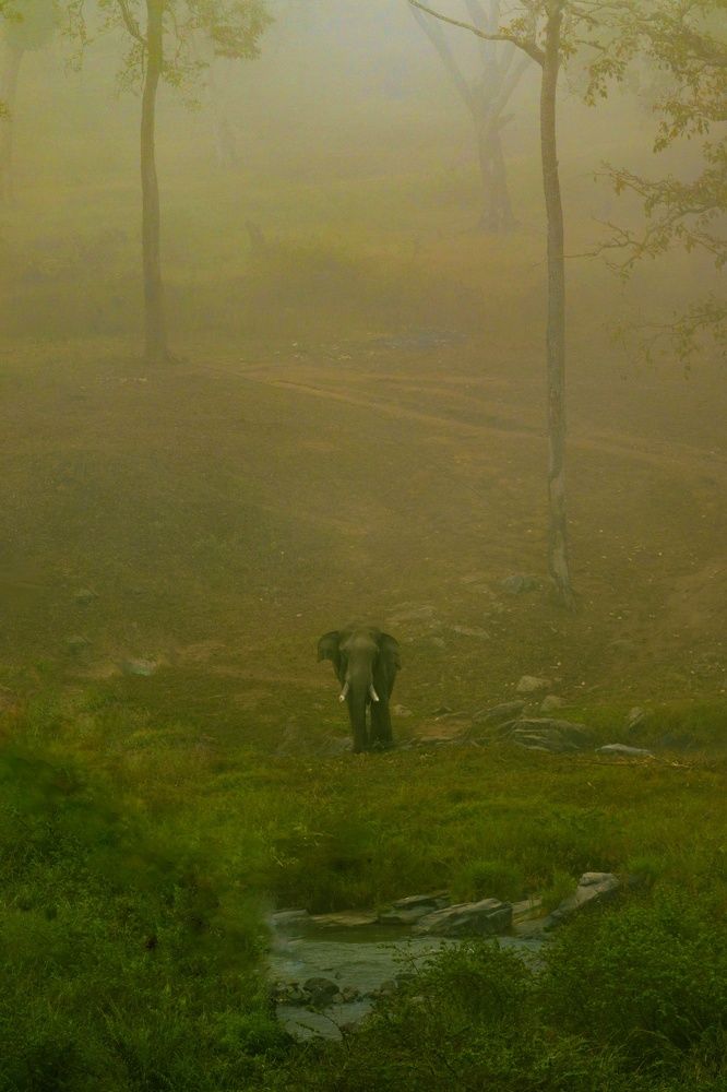 Gentle giant in misty morning