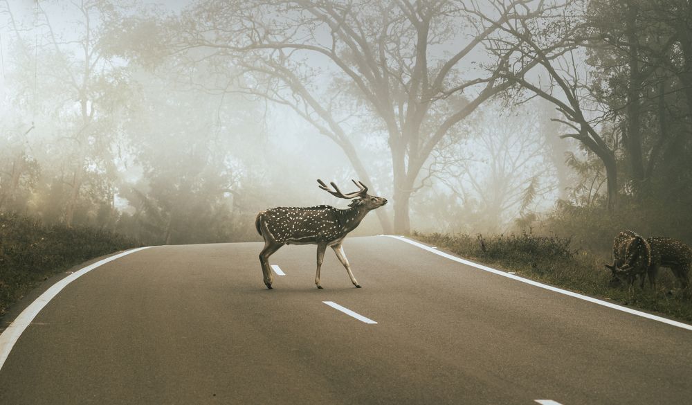 Urban wildlife
