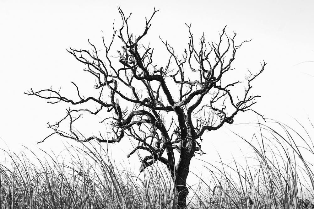 Photograph by Diego Santos