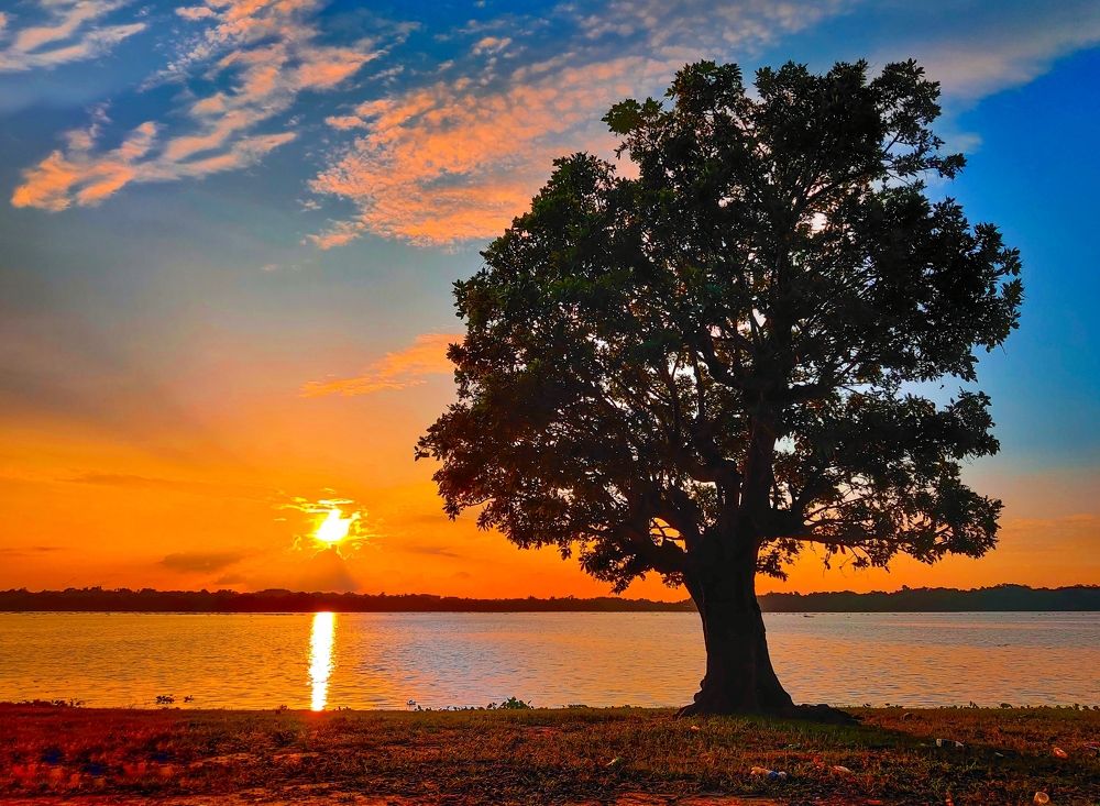 Son Beel's secret guardians: The fascinating Hizol trees that thrive in both wet and dry seasons.