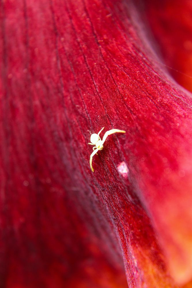 Photograph by Ирина Дмитриенко