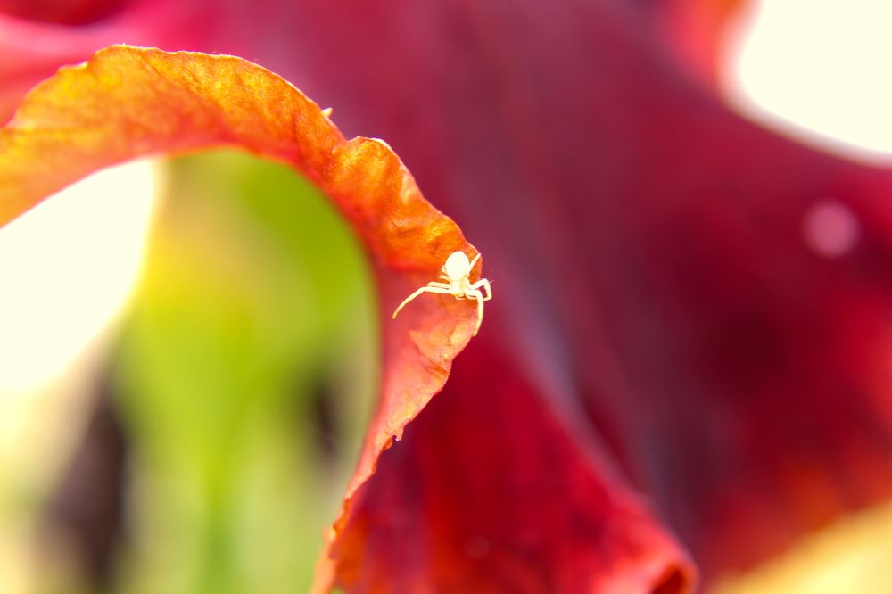 Photograph by Ирина Дмитриенко