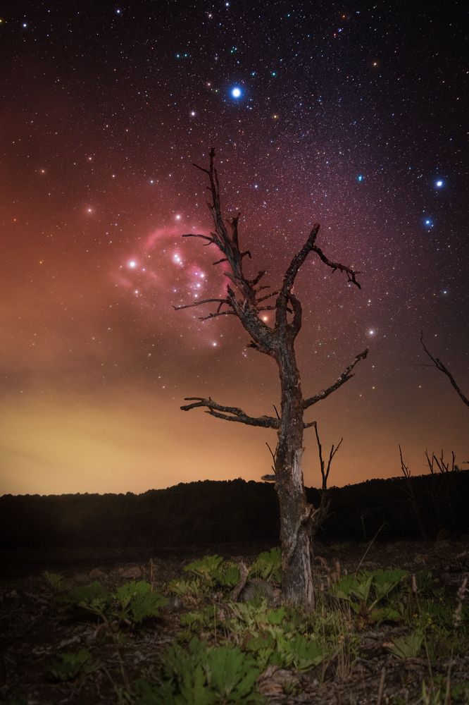 Lonely Tree at Llanquihue National Reserve Chile