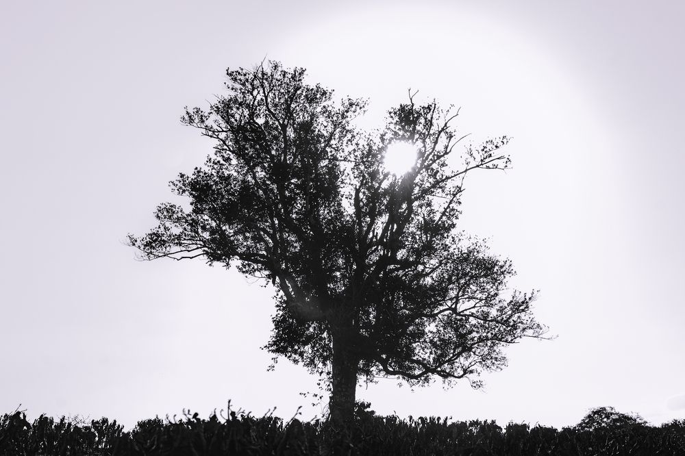 Photograph by Diego Santos