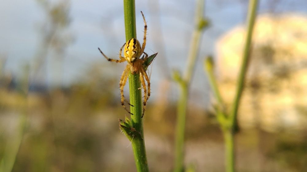 Фотография автора Achilleas