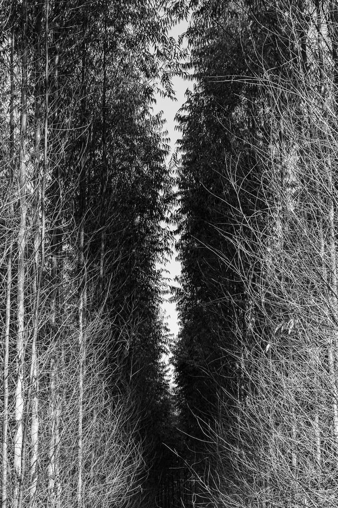 Eucalyptus plantation