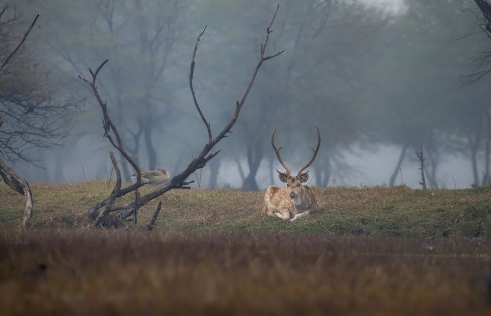 Фотография автора SUDIPTA CHKRABORTY
