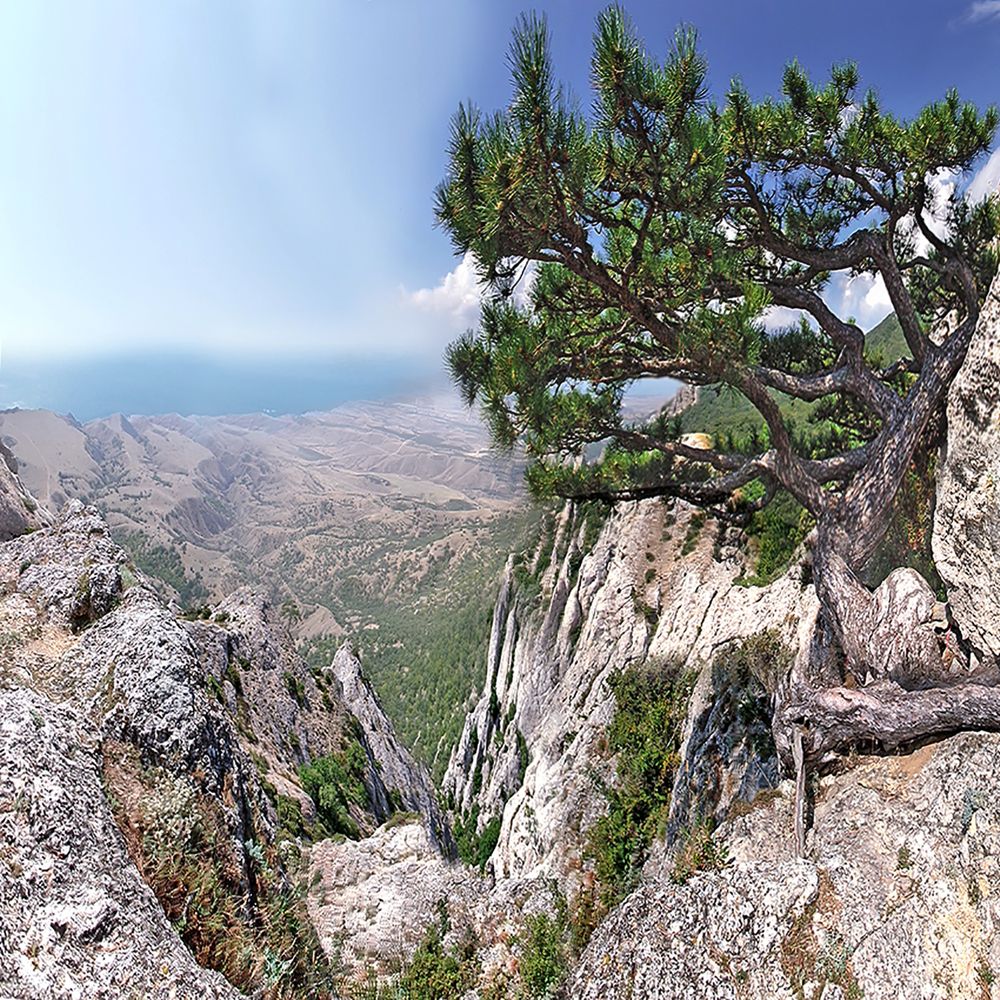 Одинокая сосна на вершине Эчкидага