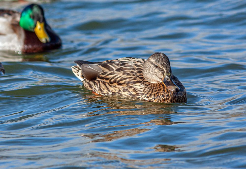 Photograph by Сергей Христинич