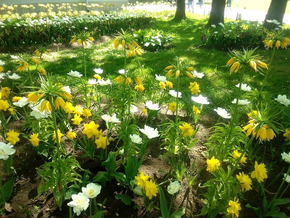 Фестиваль тюльпанов. Елагин остров в Санкт-Петербурге.