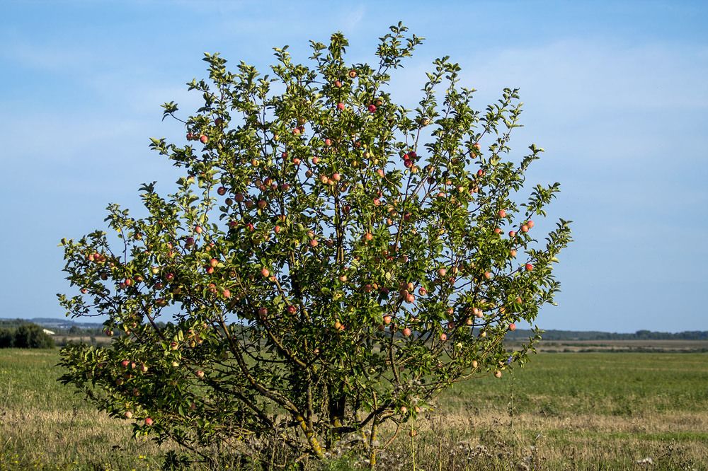 Photograph by Людмила Павловна