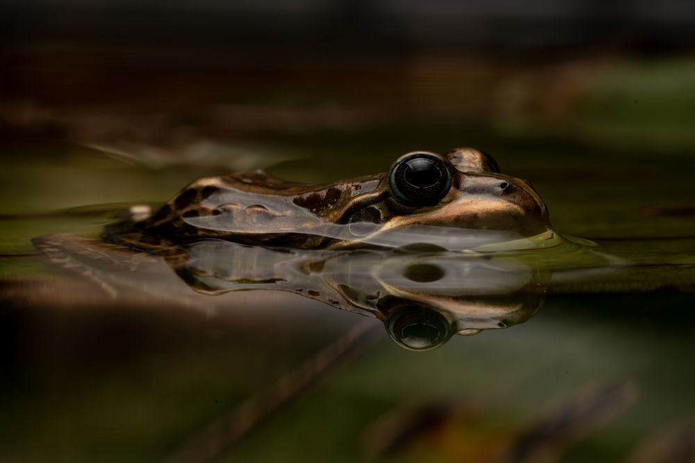 Photograph by Esteban Argerich