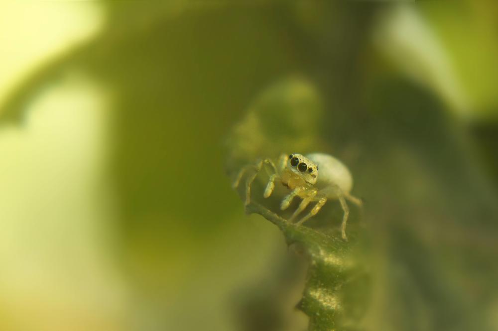 Photograph by Sayan Banerjee