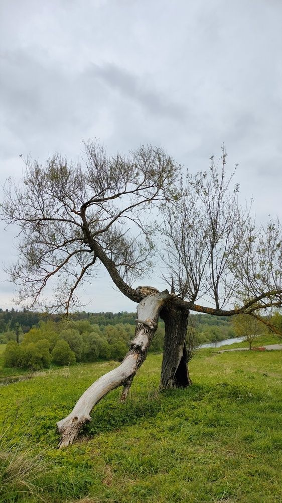 Photo #10641509