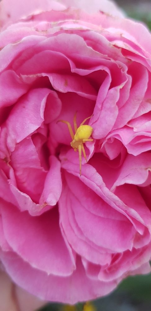 Фотография автора Ольга Мусина