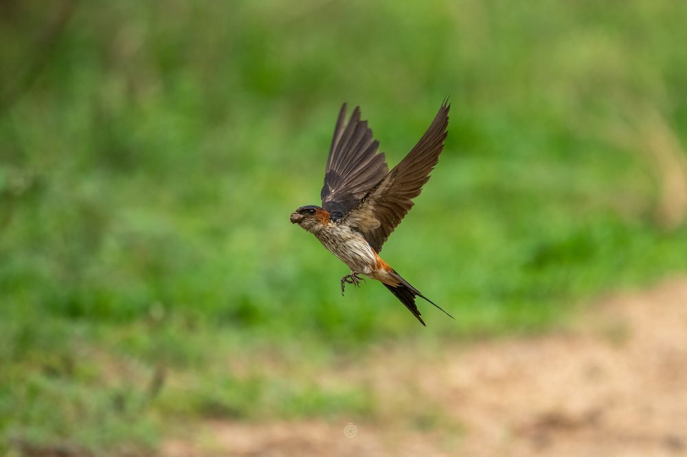Photograph by JISHNUDEV PULINKUZHY