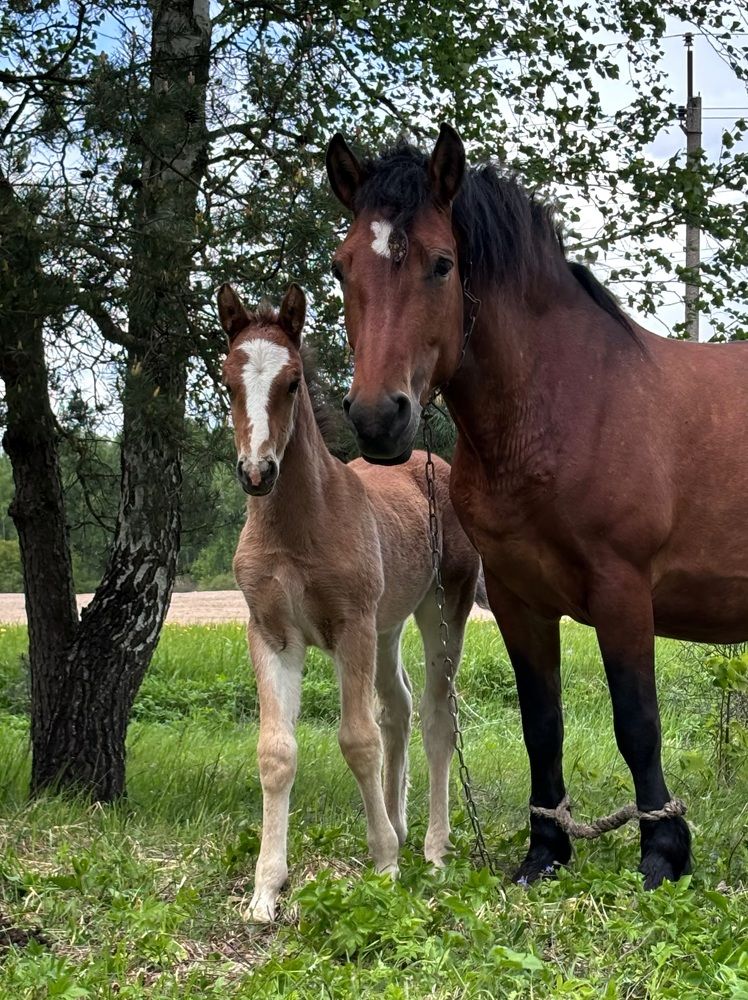 Photograph by Halina Mitsevich