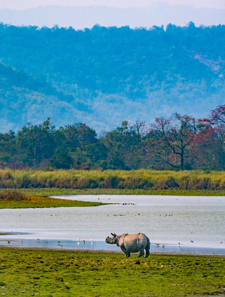 Habitat of Kaziranga National Park