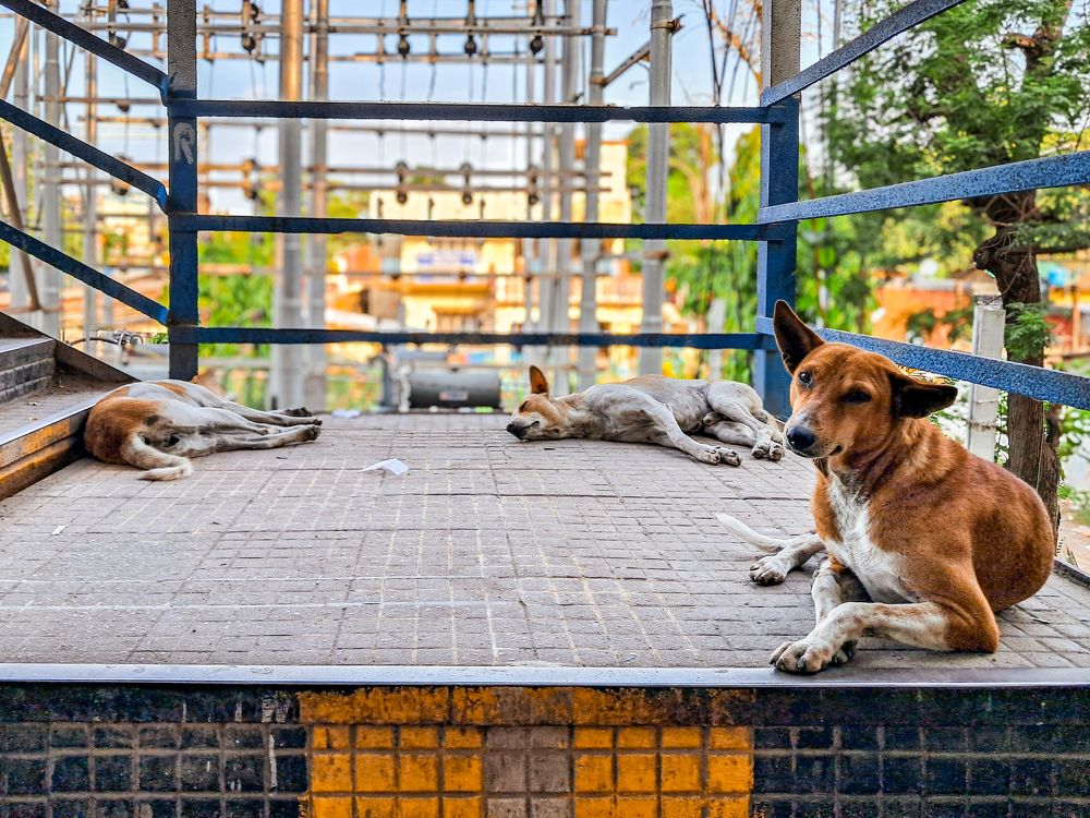 Фотография автора Subhankar Sarkar