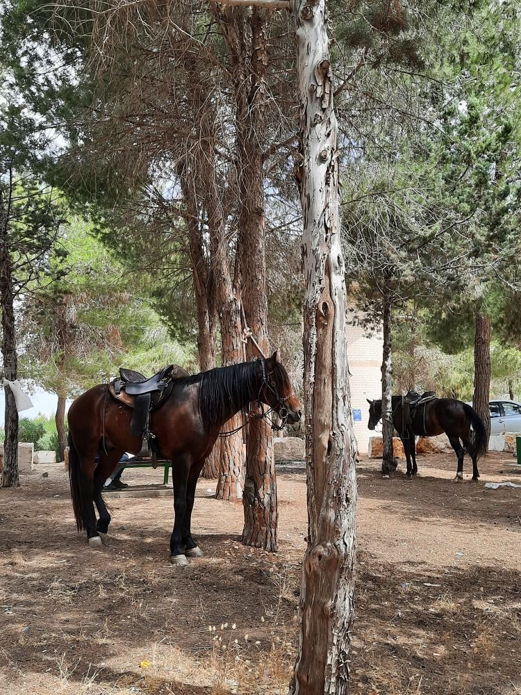 Фотография автора Tetiana Danylenko