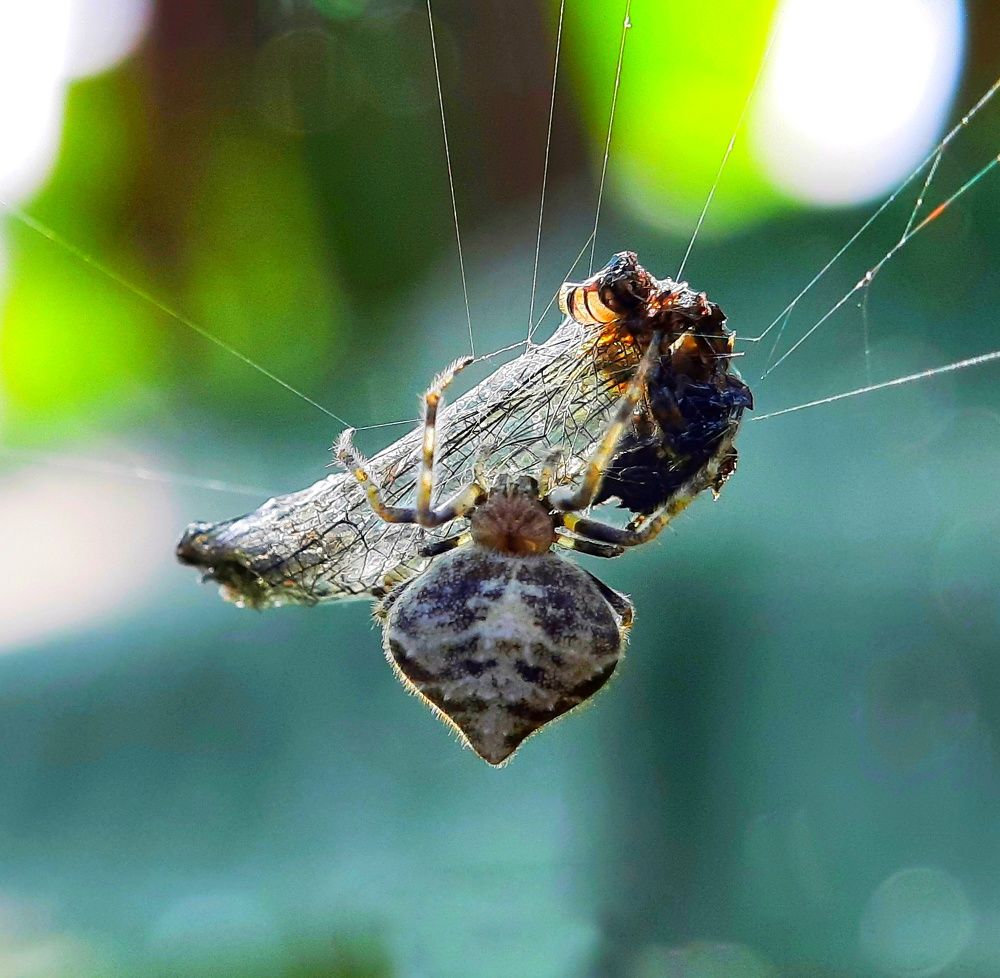 Photograph by Dibyajit Seth