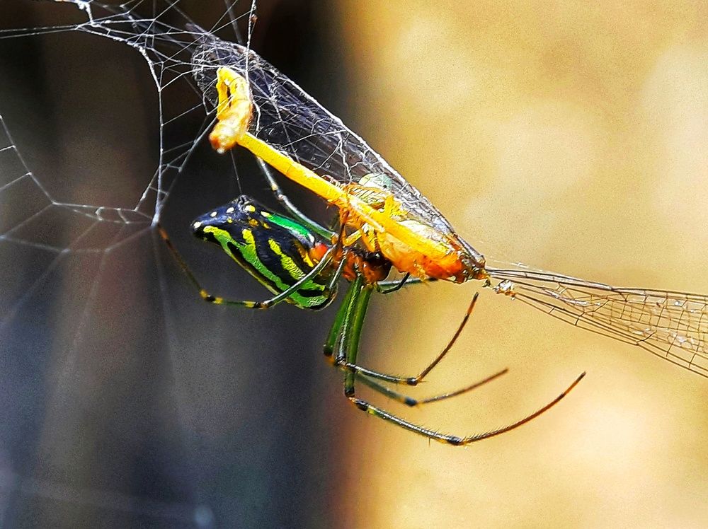 Photograph by Dibyajit Seth