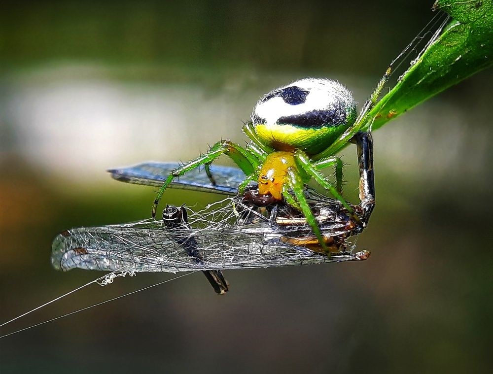 Photograph by Dibyajit Seth