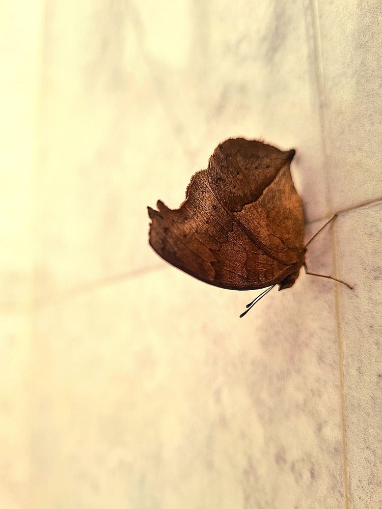 Photograph by Nidhi Singh
