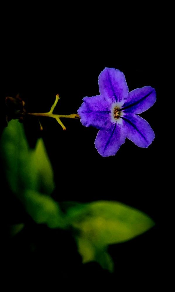 Photograph by Nidhi Singh
