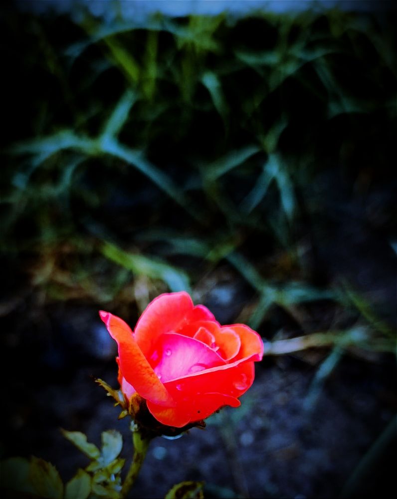 Photograph by Nidhi Singh