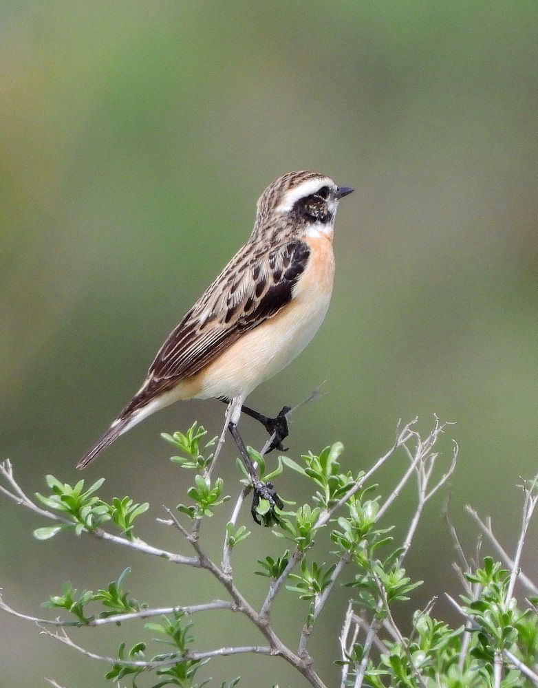 Photograph by Татьяна ТУРСКАЯ