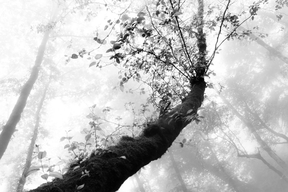 Photograph by Mahyar Kantoori