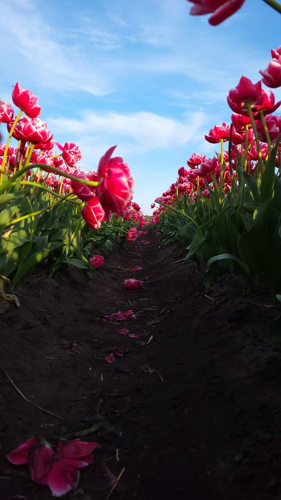Фотография автора Татьяна Прашкевич
