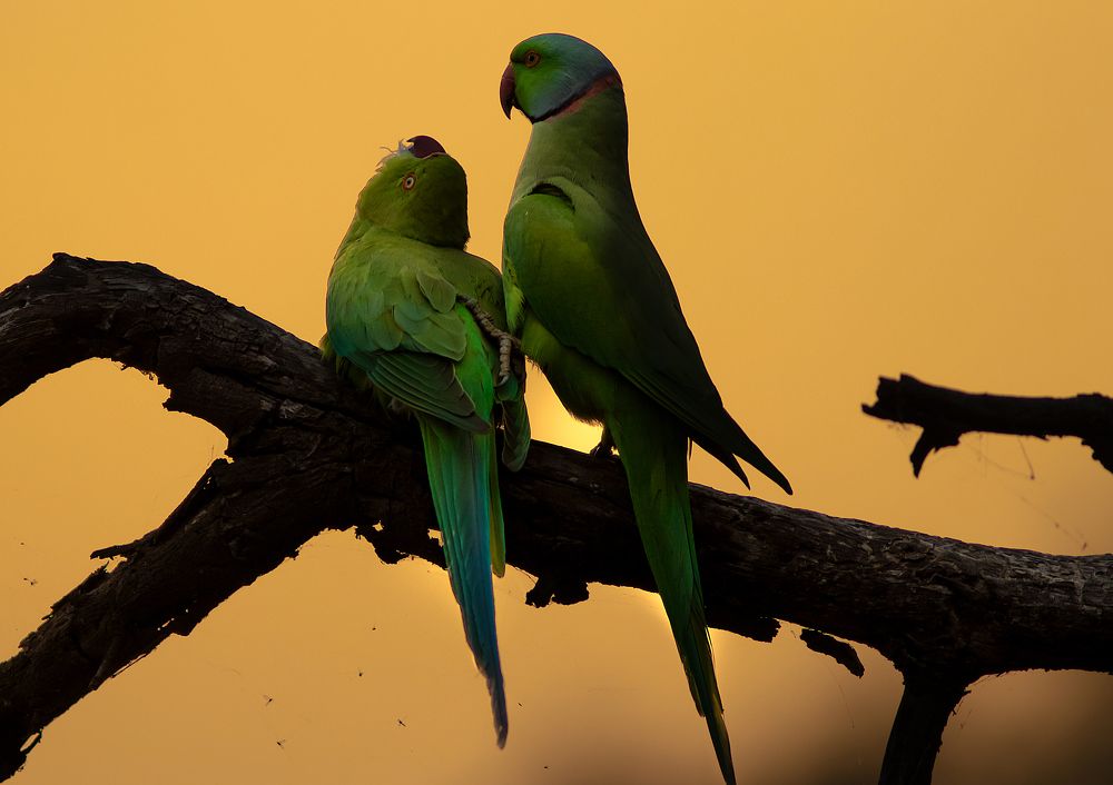 Photograph by Rahul Dev