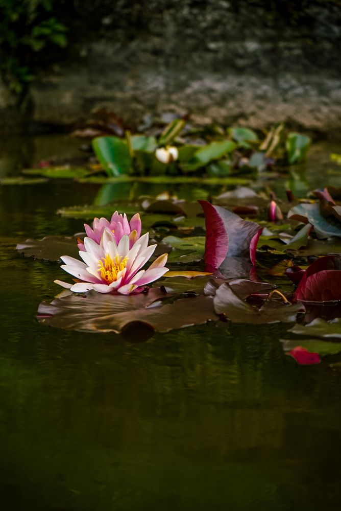 Photograph by Григоренко Семён